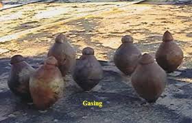 Image result for gangsing