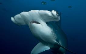 fun-facts-about-hammerhead-sharks.jpg