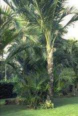 Manfaat Getah Rumbia