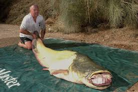 Image result for wels catfish
