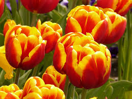 Image result for flowers of all colors flowers "flowers"
