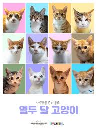 고양이