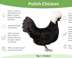 Gambar Polish chicken breed