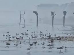 Fenomen bizar la Marea Neagră. De zece ani nu s-a mai întâmplat aşa ceva