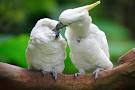 Pictures of 2 parrots kissing images romance <?=substr(md5('https://encrypted-tbn2.gstatic.com/images?q=tbn:ANd9GcRLGBdlikUSj2UWAvR4KFBjQ5DACtooXC7MuCdVZPzl3wh_dVLKIblTo-D4'), 0, 7); ?>