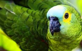 Image result for macaw parrot hd