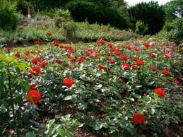 Image result for เกษตรกรรมของไทย