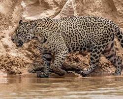 Imagem de jaguars on the hunt in the Pantanal, Brazil