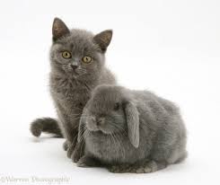 Image result for RABBIT