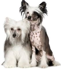 Ποια είναι τα χαρακτηριστικά του Chinese Crested  σκύλου;