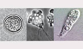 Image result for naegleria fowleri