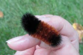 Image result for wooly bears