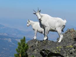 Image result for GOAT