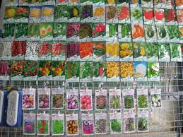 Image result for RAU MẦM CẢI XANH