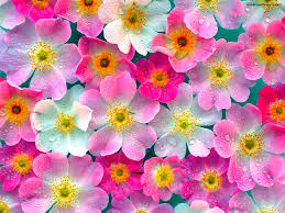 வால்பேப்பர்கள் ( flowers wallpapers ) 01 - Page 7 Images?q=tbn:ANd9GcRLhalUkpmoIWCDK5gqfYKFRORdKk5nEdgNsz8i2AOm7cr423hQxw