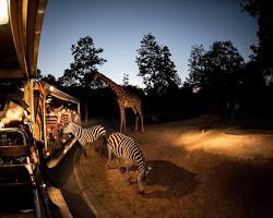 清邁夜間動物園的圖片