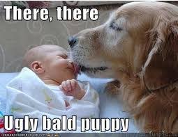 25 Funny Dog Memes via Relatably.com