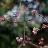 Story image for flowers bloom from New York Times