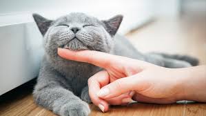 «Maman des chats» de Chénéville: Carolyne Lavergne appelle à la stérilisation