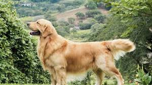 Albano, bimba di 4 anni morsa al volto dal golden retriever del nonno, in codice rosso al Bambino Gesù