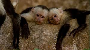 Image result for MONKEYS