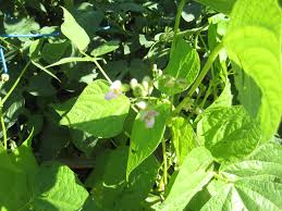 beans plants ile ilgili görsel sonucu
