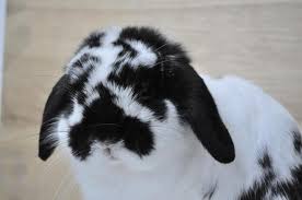 Image result for black and white mini lop rabbit