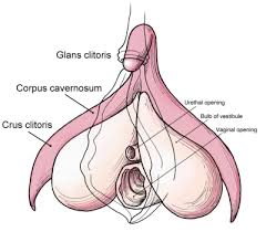 Image result for how to insert male organ into female organ