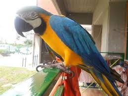 Image result for baby macaw parrot for sale