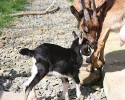 Image of Goat bleating mother and kid