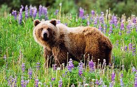 Image result for canadian grizzly bear