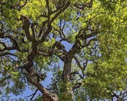 Image of various California oak trees