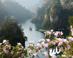 黃石寨杜鵑花的圖片