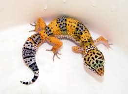 Resultado de imagen para gecko leopardo mascota