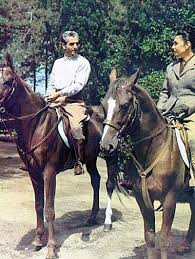 Image result for IRAN HORSES