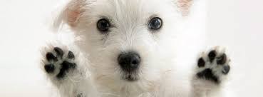 Résultat de recherche d'images pour "chien drole swag"