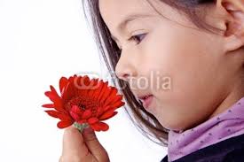enfant qui sent le parfum d&#39;une fleur rouge de DreanA, Photo libre de droits #37991682 sur Fotolia.com - 400_F_37991682_3hDkpiGJnEza27PXrQODFvwZApoNXSaQ