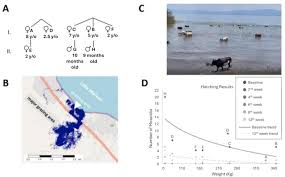 1. Threats to WHO 2030 Control Targets: Interactions between Human and Bovine Schistosomiasis 2. Implications of Human and Bovine Schistosomiasis Interactions on WHO 2030 Control Targets 3. Challenges to Achieving WHO 2030 Control Targets: Human-Bovine Schistosomiasis Interactions 4. Impact of Human and Bovine Schistosomiasis Interactions on WHO 2030 Control Goals 5. The Role of Human-Bovine Schistosomiasis Interactions in Threatening WHO 2030 Control Targets. - 1