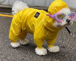 dog wearing a coverall raincoatの画像