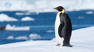 antarctica