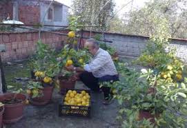 Resultado de imagem para patlican incir