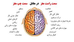 Image result for ‫مغز‬‎