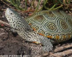 Image of Diamondback Terrapin