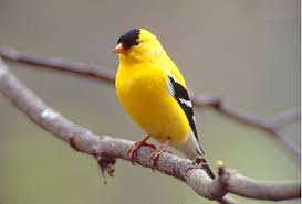 Hasil gambar untuk american goldfinch