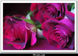 Résultat de recherche d'images pour "‫صورالورد  بجميع الوانه‬‎"