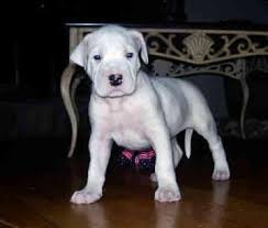 Resultado de imagem para dogue argentino