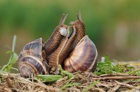 Image result for snails