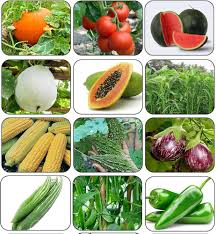 10 Varieties Vegetable Seeds Combo (pack)