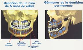 Resultado de imagen para SEGUNDA DENTICION