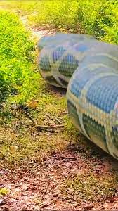Anaconda anaconda snake snakes साँप snake rescue जहरीले विषैले top 5 snake fight king cobra cobra वीडियो अजगर hindi Film Animated Real Life Anaconda Saap असली साँप nagin नागिन new snake Big